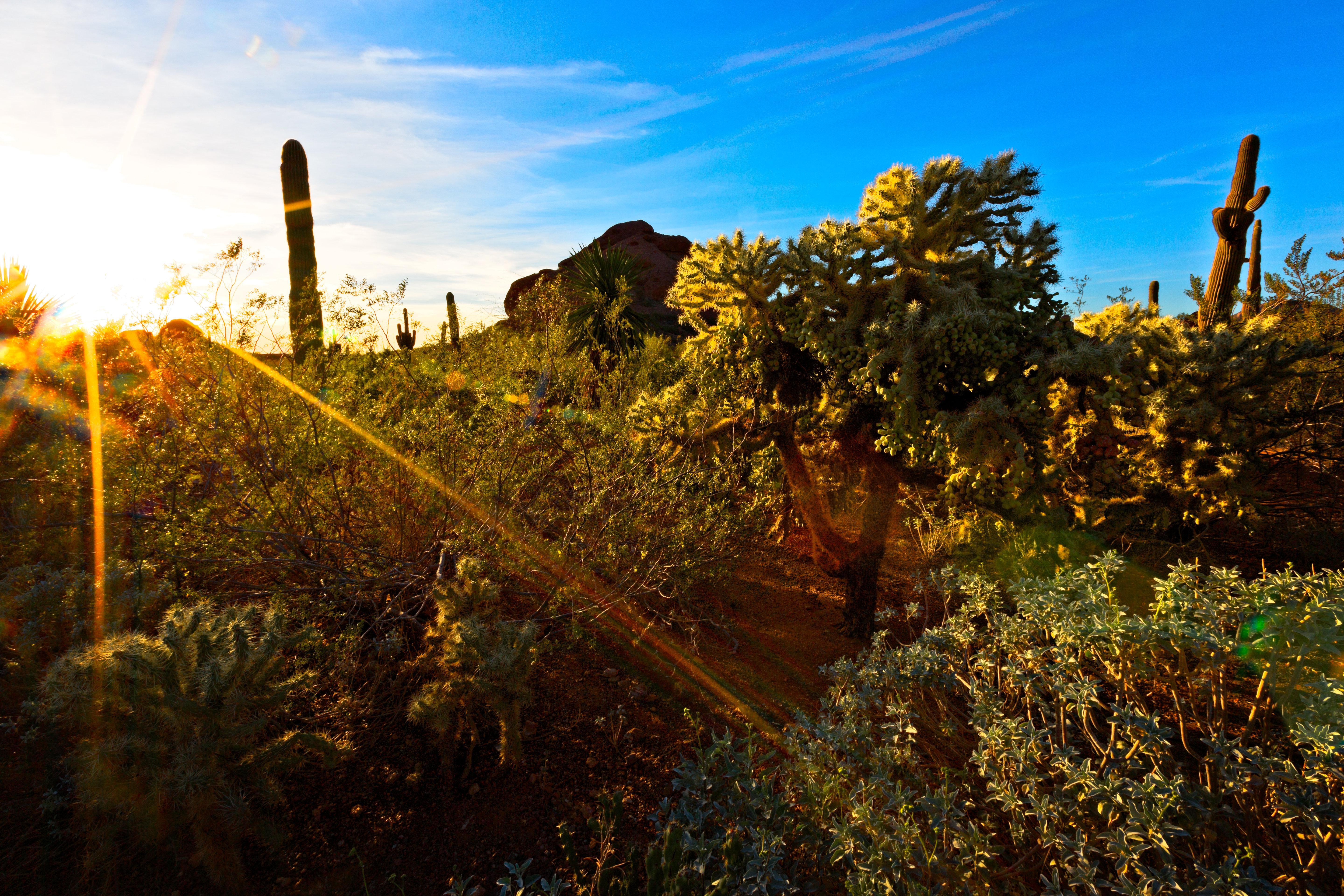 Holiday Inn Express & Suites - Phoenix - Airport North By Ihg Eksteriør billede